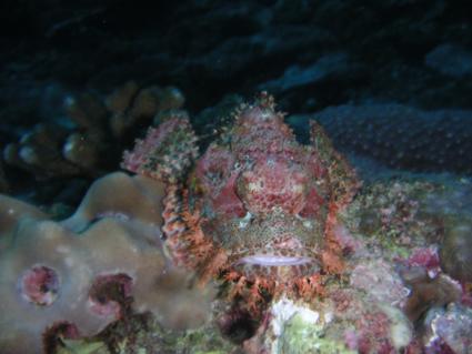 scorpionfish.jpg