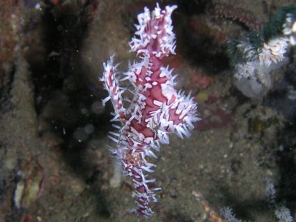 ghostpipefish.jpg