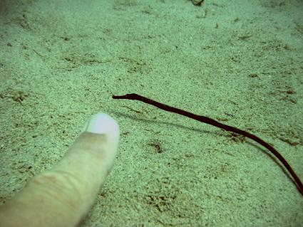 pipefish2.jpg