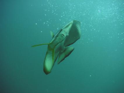 batfish1.jpg