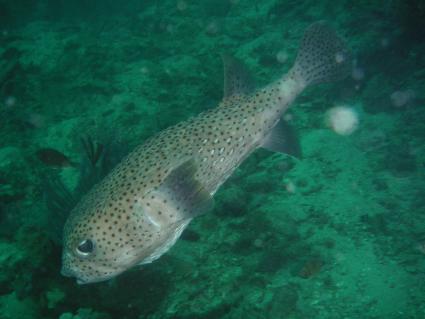 porcupinefish.jpg