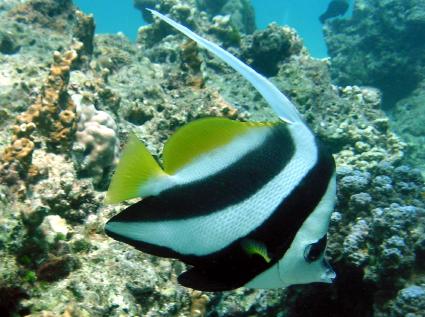 bannerfish.jpg