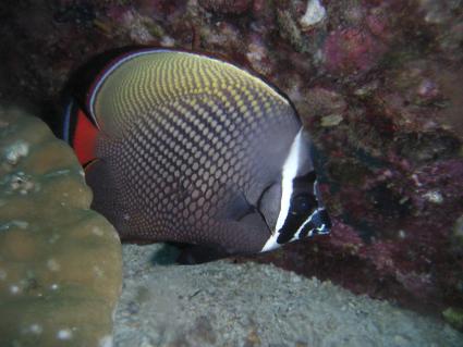 butterflyfish.jpg