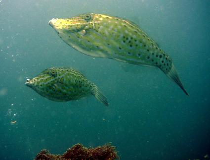 filefish.jpg