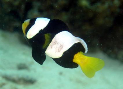 tomatoanemonefish.jpg