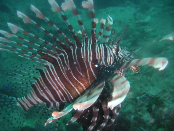 lionfish.jpg