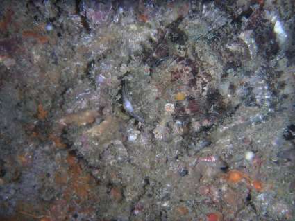 scorpionfish_on_kingcruiser.jpg