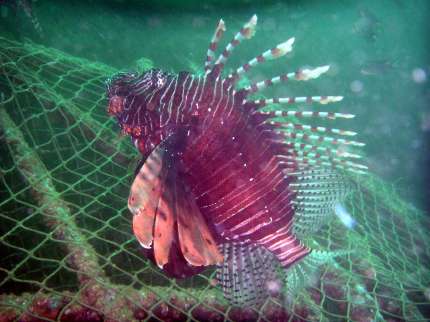 lionfish_on_kingcruiser.jpg