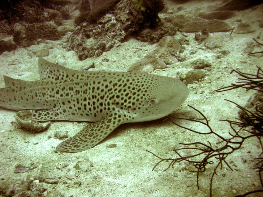 leopardshark_bidanok.jpg