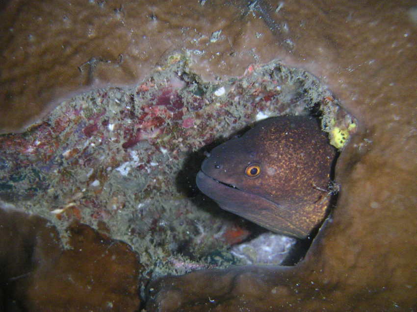 morayeel_bidanai.jpg