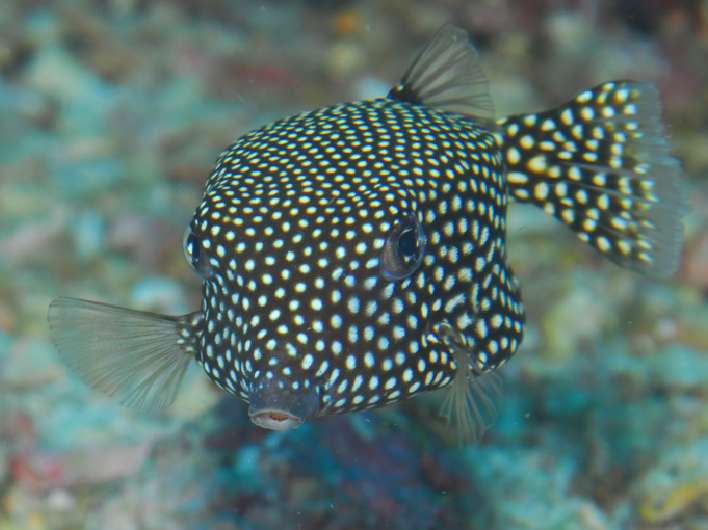 whitespottedboxfish.jpg