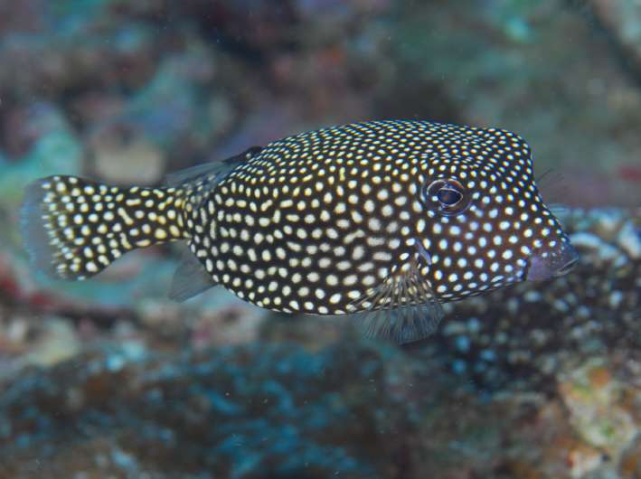 whitespottedboxfish2.jpg