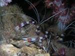 boxershrimps_anemonereef.jpg