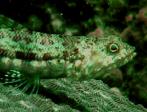 lizardfish2.jpg